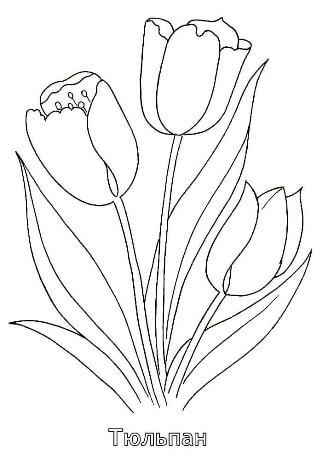 Раскраски Тюльпаны Тюльпаны
