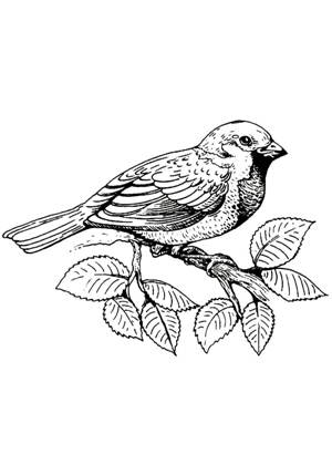 Воробей раскраска 11