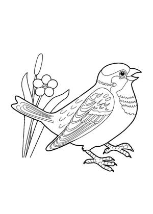 Воробей раскраска 15