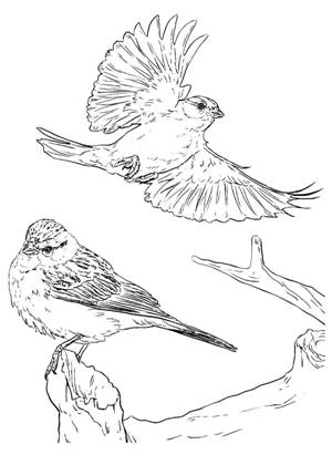 Воробей раскраска 17