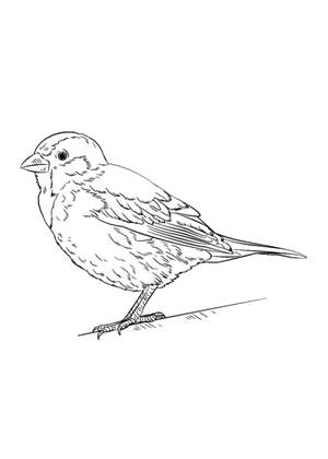 Воробей раскраска 18