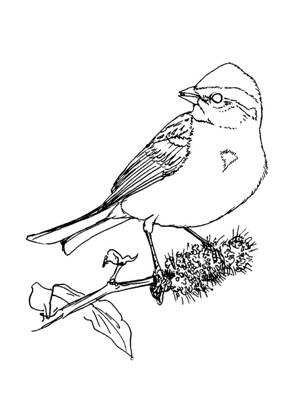 Воробей раскраска 19