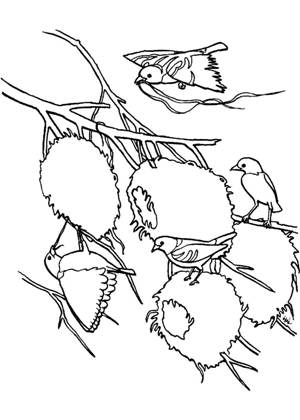 Воробей раскраска 20