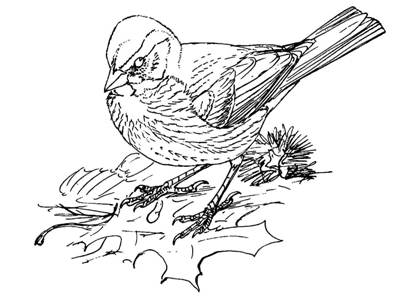 Воробей раскраска 3