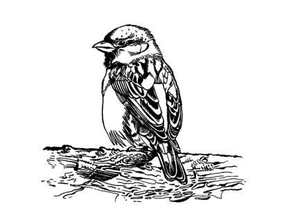 Воробей раскраска 9