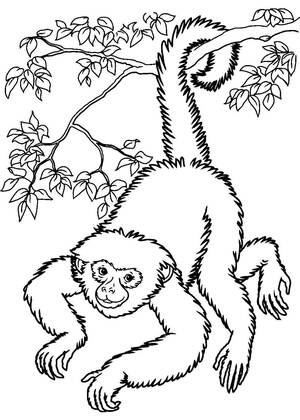 животные Африки – раскраска 1