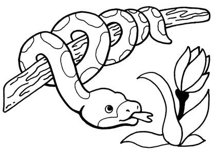 животные Африки – раскраска 11