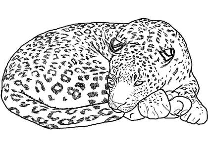 животные Африки – раскраска 16