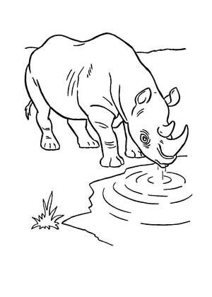 животные Африки – раскраска 2