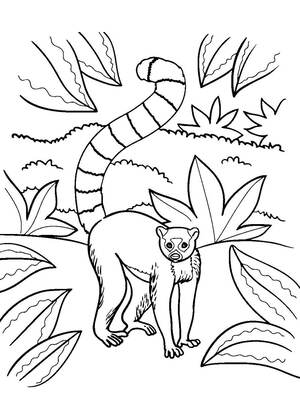 животные Африки – раскраска 6