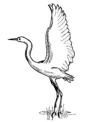 Раскраски Журавли Журавли — раскраска 3