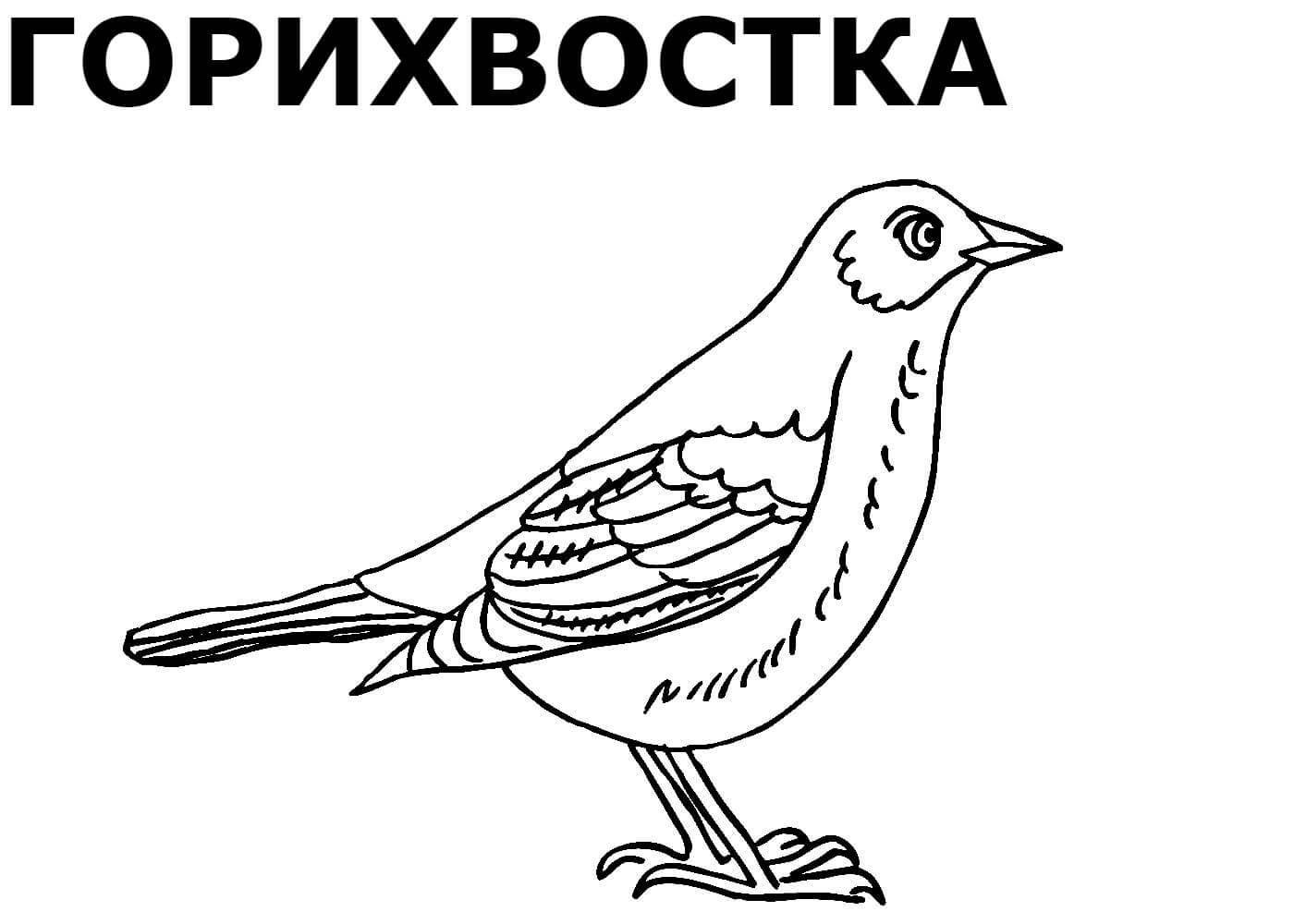 Раскраска Птицы