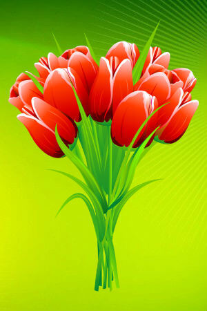 Тюльпаны